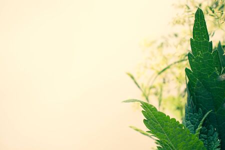 Bright colors of a hot summer. Bouquet of field and meadow plants. Bright green herbs.の写真素材