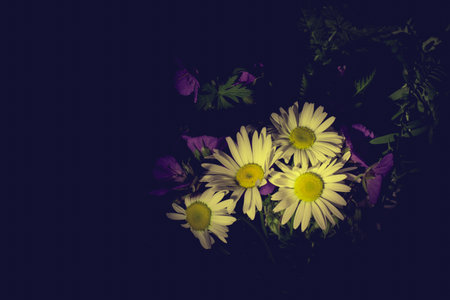 Bright colors of a hot summer. A bouquet lit by a light pen. A bouquet of field and meadow summer...