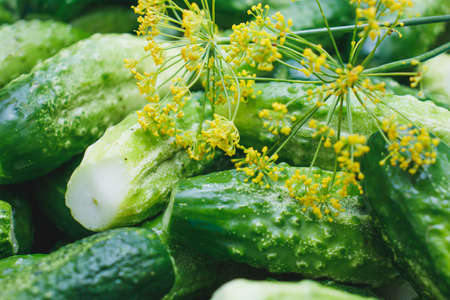 Gifts of a warm summer. Green crispy cucumbers close-up on the table. Cucumbers prepared for pickling. Delicious healthy food.の写真素材