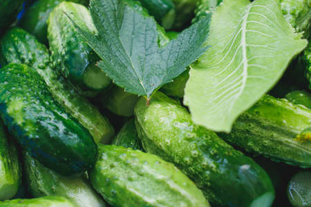 Gifts of a warm summer. Green crispy cucumbers close-up on the table. Cucumbers prepared for pickling. Delicious healthy food.の写真素材