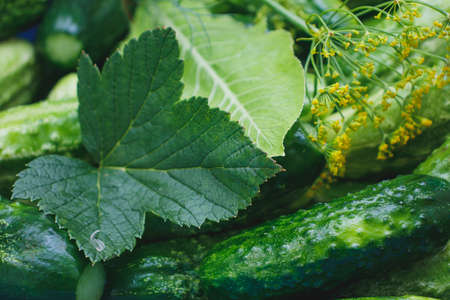 Gifts of a warm summer. Green crispy cucumbers close-up on the table. Cucumbers prepared for pickling. Delicious healthy food.の写真素材