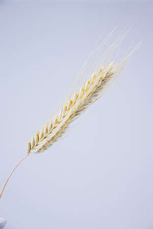Yellow ears of rye on a white background. Ripening prickly ears of rye. The harvest of the passing summer. Vegetarian food.の写真素材
