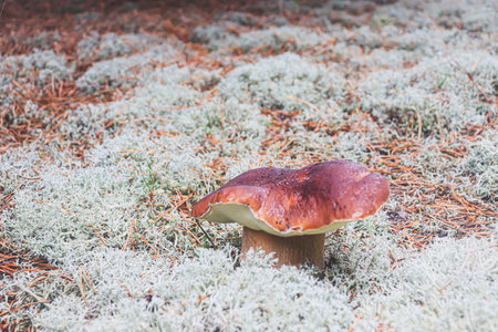 White mushroom among light gray dry moss. White mushroom with a powerful brown cap.