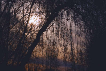 Autumn sun through the branches of a tree. Contour dark silhouettes of tree branches against the background of the sun and cold cloudy sky.の写真素材
