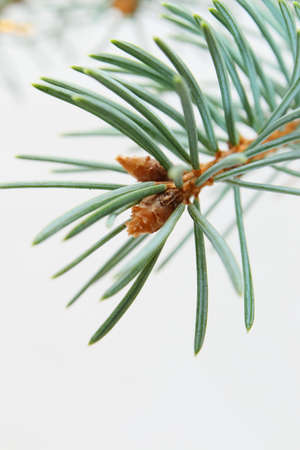 Merry christmas and a happy new year! The atmosphere of the winter holidays. Green spruce branch with decorations on a light background and free space for an inscription.の写真素材