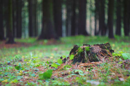 A lonely old fir tree stump in the park, blackened by time, covered with green moss and sprinkled with needles.の写真素材