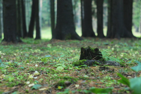 A lonely old fir tree stump in the park, blackened by time, covered with green moss and sprinkled...