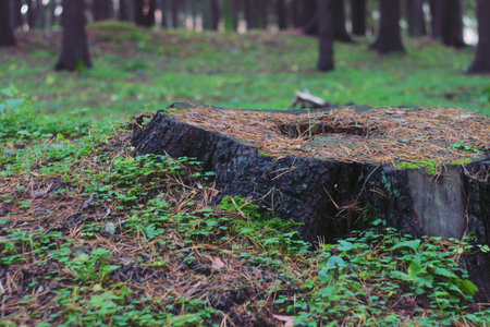 A lonely old fir tree stump in the park, blackened by time, covered with green moss and sprinkled...