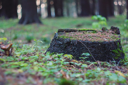 A lonely old fir tree stump in the park, blackened by time, covered with green moss and sprinkled...