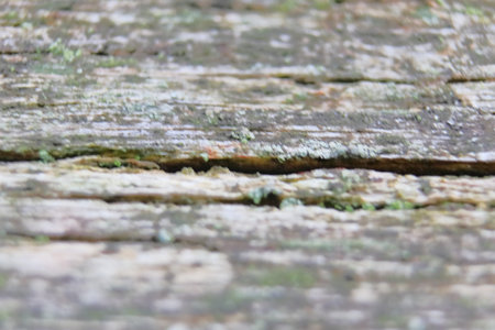 Lichens hypogymnia bloated and wall goldfish on an old cracked wooden board. Natural utilization of...
