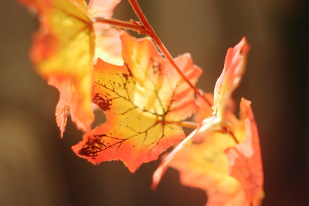 Bright colorful autumn mood. Autumn motives. Artificial plastic fruits and leaves in bright sunshine...