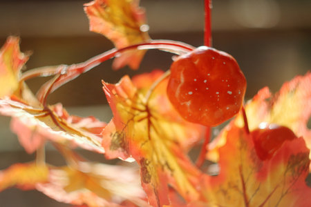 Bright colorful autumn mood. Autumn motives. Artificial plastic fruits and leaves in bright sunshine...