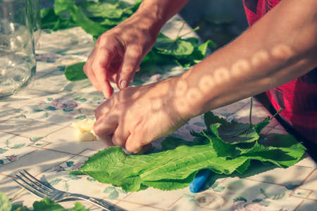 Step by step pickling of tomatoes for the winter in the village. Woman cuts greens for pickling tomato.の写真素材