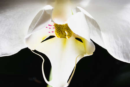White orchid flower close-up on a dark background.の写真素材