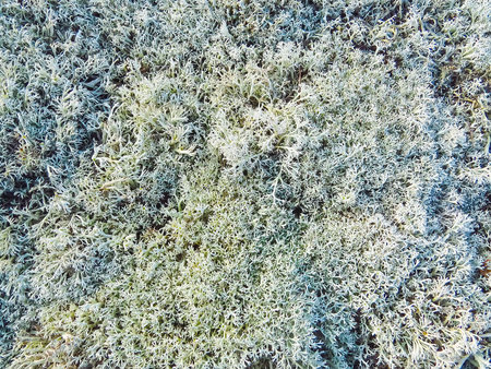 Blue-gray moss on the sandy edge of a coniferous forest.