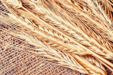 A bunch of golden ears of rye on a fabric of coarse linen threads. Spiny ears close up.の写真素材