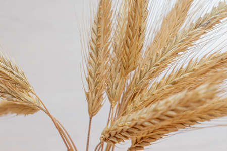 Yellow bouquet of ears of rye on a light background.の写真素材