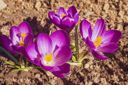 Blue-purple crocus is a plant of the iris family.の写真素材
