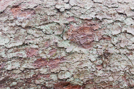 Texture of a patch of spruce tree bark. Greenish lichen coating on the surface of spruce bark.の写真素材