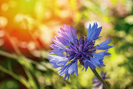 The atmosphere of a summer garden, flooded with rays of warm sun. Blue cornflower flower close-up against the background of greenery.の写真素材