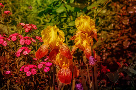 Bright flowers in the garden in the warm summer sun. Yellow with red iris close-up.の写真素材