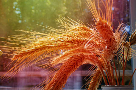 Bouquet of ears of rye of the new harvest in the sun's rays. Grain-filled yellow ears of corn close-up.の写真素材