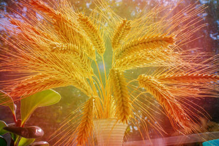 Bouquet of ears of rye of the new harvest in the sun's rays. Grain-filled yellow ears of corn close-up.の写真素材