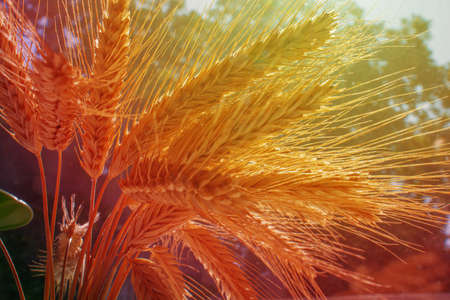 Bouquet of ears of rye of the new harvest in the sun's rays. Grain-filled yellow ears of corn close-up.の写真素材