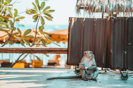The monkey looks back and holds the fruit, against the backdrop of the beachの写真素材
