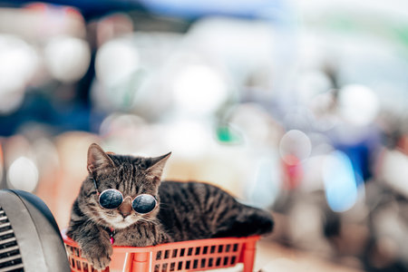 A cat with glasses. A close-up portrait of a funny striped gray cat in sunglasses, against a bokeh background. Copy space.の写真素材