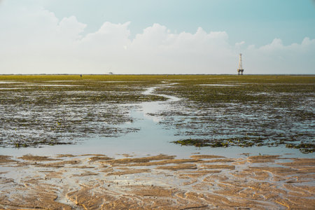 rice fields on the background of a lighthouseの写真素材