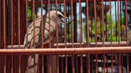 bird in a cage close-up charming playful in a cage looking at the camera Poultryの写真素材