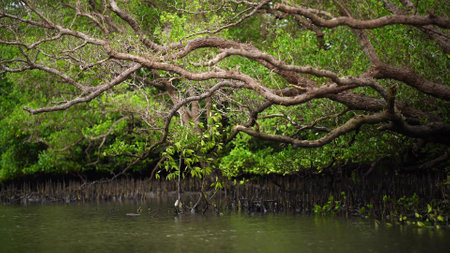mangroves, beautiful mangrove forest Birds-eye view, 4k footageの写真素材