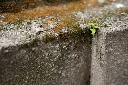 a flower grows out of asphalt, a yellow flower grows, the concept of hopeの写真素材