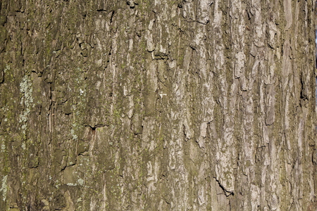 brown tree bark backgroundの写真素材