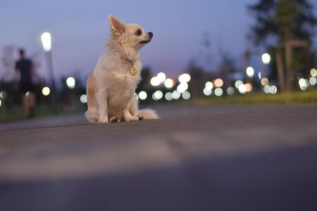 The dog in a pensive pose sitting on the road on the background of the city lightsの写真素材