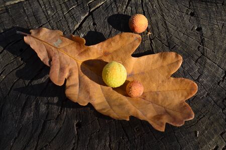 autumn yellow oak leaf lying on a tree stumpの写真素材
