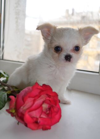 a small white chihuahua puppy sits on the windowsill next to a roseの写真素材