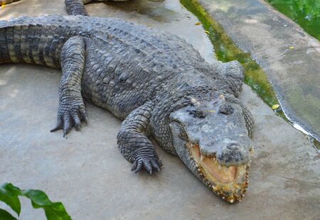 a very large crocodile with its mouth open lies on the ground near the waterの写真素材