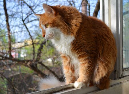 a big red cat sits on the window and looks at the streetの写真素材