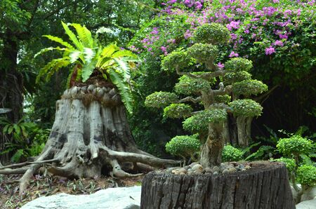 a green bonsai tree grows on a stump in a tropical Parkの写真素材
