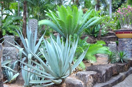 evergreens blue agaves and cicas grow among the rocks in the tropical gardenの写真素材