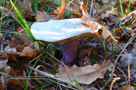 Mushroom blue leg or purple-legged ryadovka (lat: Lepista saeva) on the background of yellow oak leaves in the autumn forestの写真素材