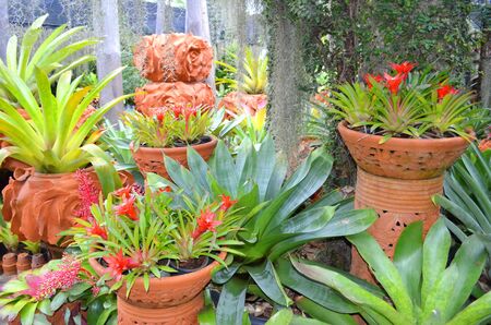 evergreens and flowers grow in ceramic vases in a tropical gardenの写真素材
