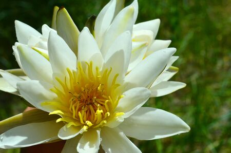 flower white water lily (Nymphaea) with white petals and yellow stamensの写真素材