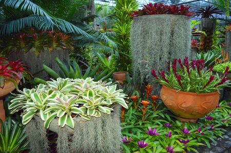 evergreens and flowers grow in ceramic vases in tropical gardenの写真素材