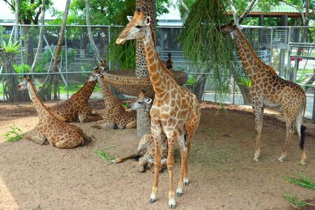 giraffes stand and lie on the ground in an aviary in a tropical gardenの写真素材