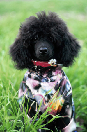 black poodle sitting in the grass in clothesの写真素材