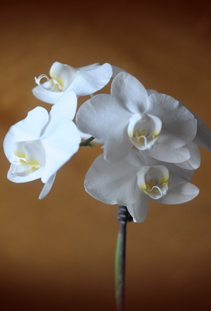 orchidesの写真素材