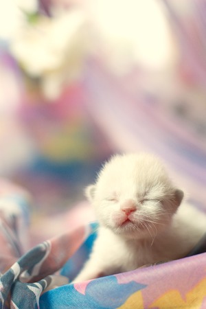 little white kitten with closed eyes on a blurred backgroundの写真素材